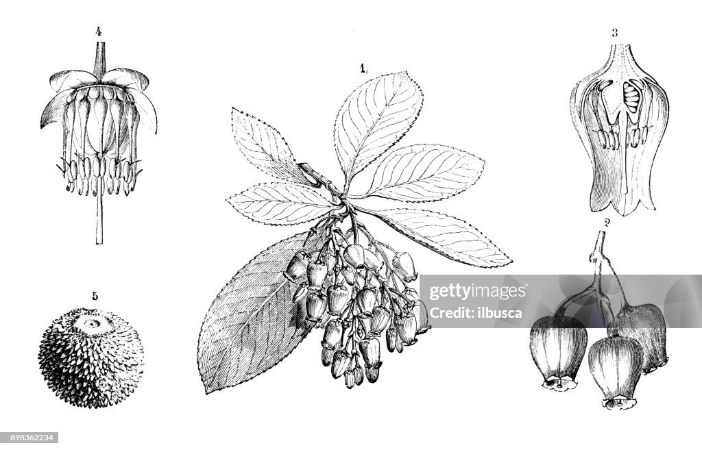 Botany plants antique engraving illustration: Arbutus Unedo (Strawberry tree)