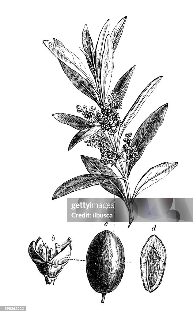 Botany plants antique engraving illustration: Olea europaea (olive tree)