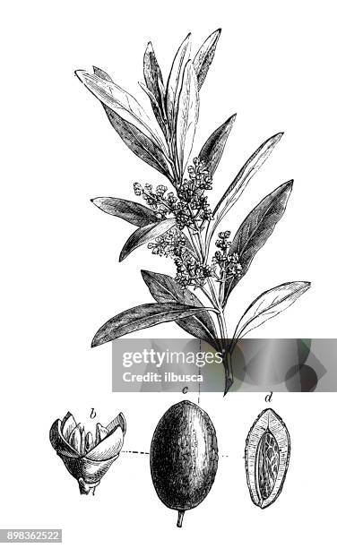 botany plants antique engraving illustration: olea europaea (olive tree) - olive tree stock illustrations