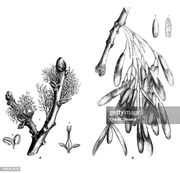 botany plants antique engraving illustration: fraxinus excelsior (ash) - fraxinus americana stock illustrations