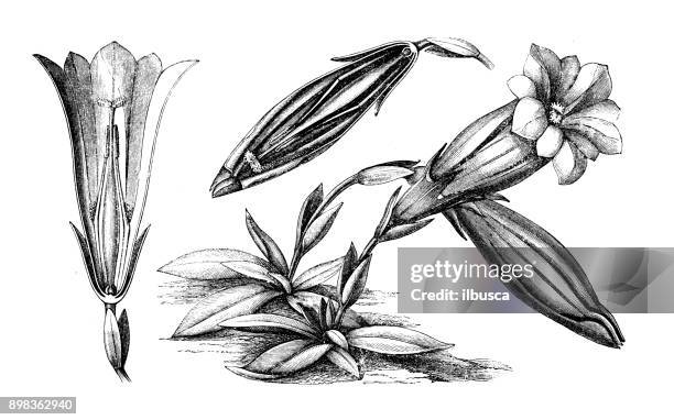 botanik pflanzen antik gravur abbildung: gentiana clusii (enzian) - herbstenzian stock-grafiken, -clipart, -cartoons und -symbole