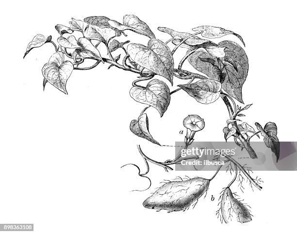 植物植物アンティーク彫刻イラスト: ipomea サツマイモ (甘藷) - サツマイモ点のイラスト素材／クリップアート素材／マンガ素材／アイコン素材