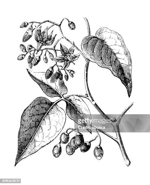 植物學植物古色古香的雕刻例證: 茄轉化 (苦樂參半, 苦樂參半茄, 苦澀茄, 藍色旋) - bittersweet berry 幅插畫檔、美工圖案、卡通及圖標