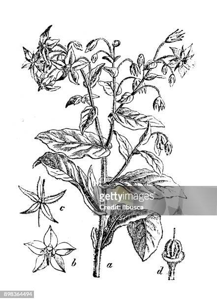 stockillustraties, clipart, cartoons en iconen met plantkunde planten antieke gravure illustratie: borago officinalis (bernagie) - borage