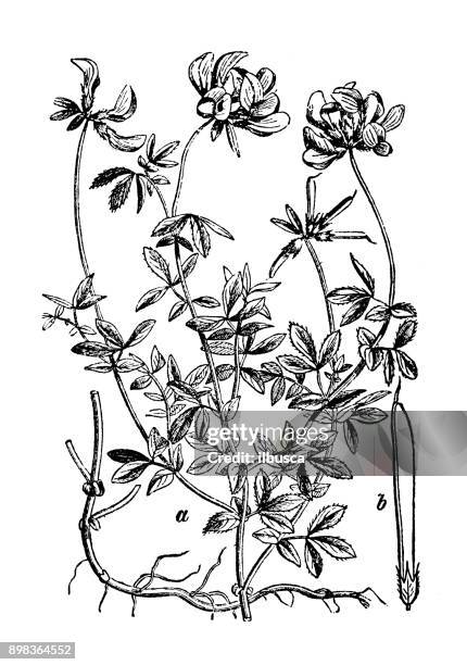 botanische pflanzen antike gravur illustration: lotus corniculatus (vogelfuß-kleeblatt) - lotuswurzel stock-grafiken, -clipart, -cartoons und -symbole