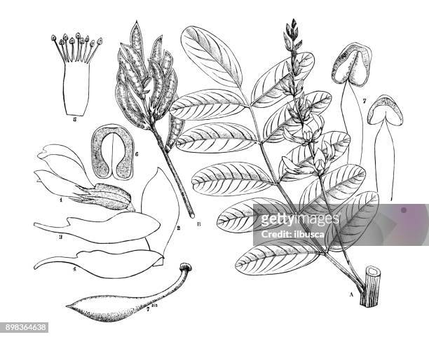 botany plants antique engraving illustration: glycyrrhiza glabra (liquorice, licorice) - licorice flower stock illustrations