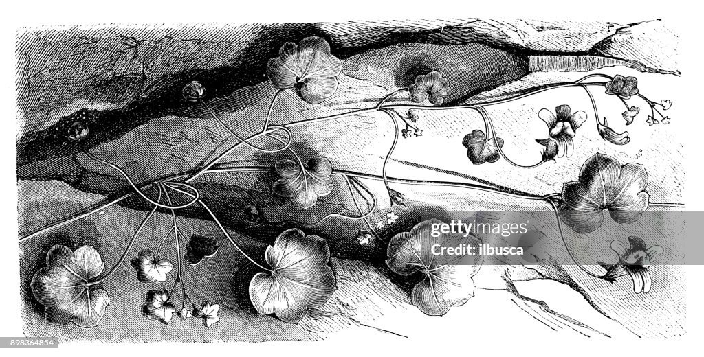 Botany plants antique engraving illustration: Cymbalaria muralis (ivy-leaved toadflax, Kenilworth ivy, coliseum ivy)