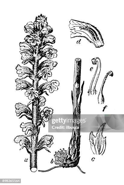 botany plants antique engraving illustration: orobanche speciosa (broomrape) - orobanche stock illustrations