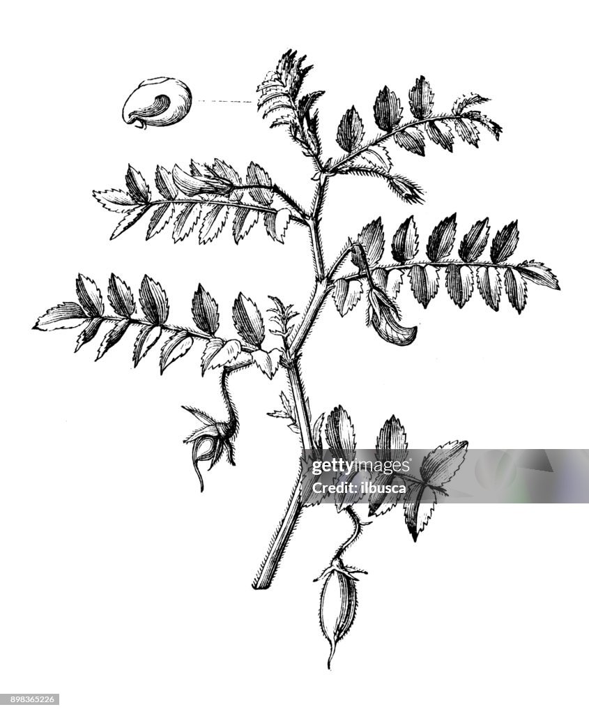 Botany plants antique engraving illustration: Cicer arietinum (chickpea)