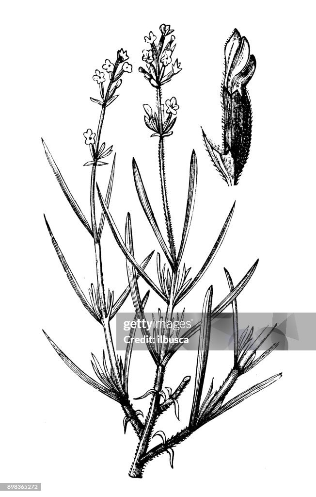 Botánica Plantas antigua ilustración de grabado: Lavandula angustifolia (lavanda)