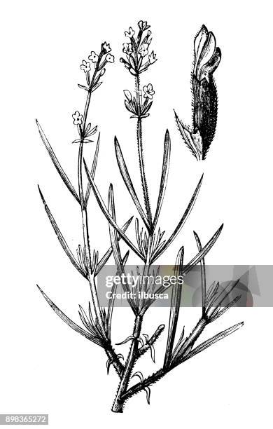 botany plants antique engraving illustration: lavandula angustifolia (lavender) - lavender stock illustrations