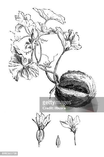 botanik pflanzen antik gravur abbildung: cucumis melo (handelstype) - moschus kürbis stock-grafiken, -clipart, -cartoons und -symbole