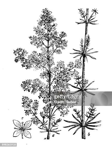 botany plants antique engraving illustration: galium verum (lady's bedstraw, yellow bedstraw) - galium stock illustrations