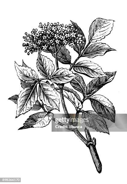 illustrations, cliparts, dessins animés et icônes de plantes de botanique antique illustration de gravure : sambucus nigra (sureau, sureau, sureau noir) - sureau noir