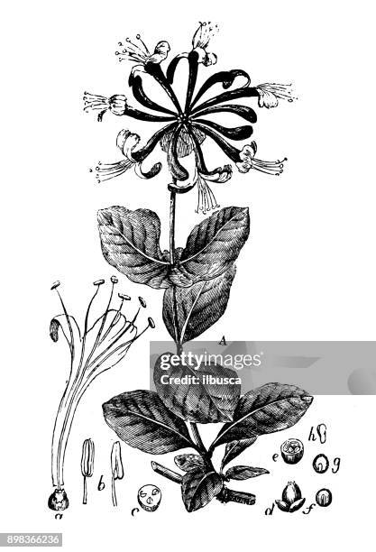 botany plants antique engraving illustration: lonicera caprifolium (italian woodbine, perfoliate honeysuckle) - honeysuckle stock illustrations