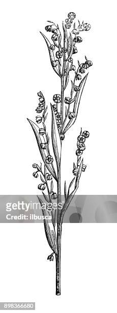stockillustraties, clipart, cartoons en iconen met plantkunde planten antieke gravure illustratie: artemisia dracunculus (dragon) - dragon