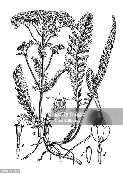 botany plants antique engraving illustration: achillea millefolium (yarrow) - yarrow stock illustrations