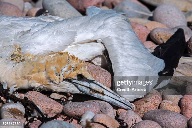 Dead northern gannet washed ashore on shingle beach.