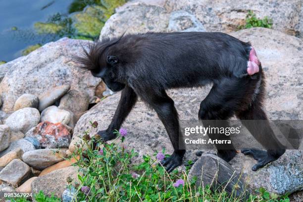 Celebes crested macaque / crested black macaque / Sulawesi crested macaque / black ape receptive female showing red swollen buttocks.