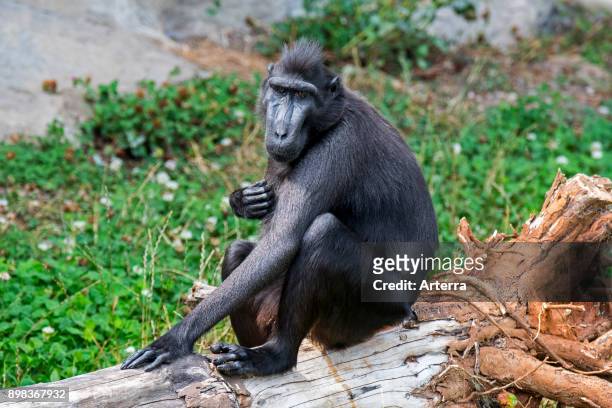 Celebes crested macaque / crested black macaque / Sulawesi crested macaque / black ape native to the Indonesian island of Sulawesi.