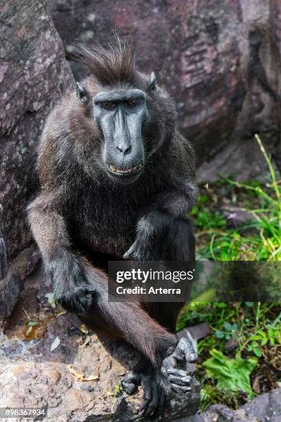 Celebes crested macaque / crested black macaque / Sulawesi crested macaque / black ape native to the Indonesian island of Sulawesi.