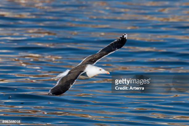 Great black-backed gull / greater black-backed gull in flight over sea water in winter.