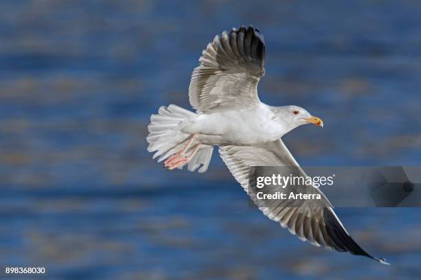 Great black-backed gull / greater black-backed gull in flight over sea water in winter.