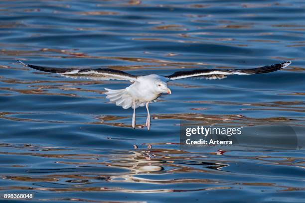 Great black-backed gull / greater black-backed gull in flight over sea water in winter.