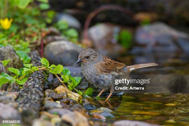 Dunnock / hedge accentor / hedge sparrow / hedge warbler drinking water from brook.