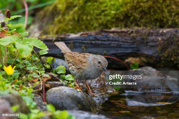 Dunnock / hedge accentor / hedge sparrow / hedge warbler drinking water from brook.