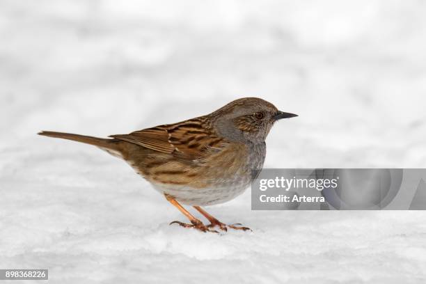 Dunnock / hedge accentor / hedge sparrow / hedge warbler foraging on he ground in the snow in winter.