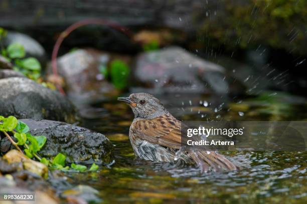Dunnock / hedge accentor / hedge sparrow / hedge warbler bathing in shallow water of brook.