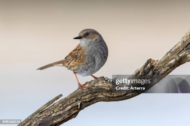Dunnock / hedge accentor / hedge sparrow / hedge warbler perched in tree.