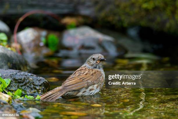 Dunnock / hedge accentor / hedge sparrow / hedge warbler bathing in shallow water of brook.
