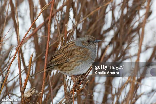 Dunnock / hedge accentor / hedge sparrow / hedge warbler perched in bush in the snow in winter.
