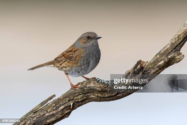 Dunnock / hedge accentor / hedge sparrow / hedge warbler perched in tree.