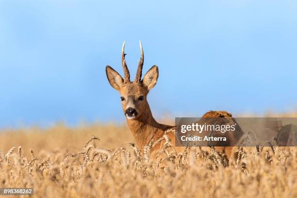 European roe deer buck foraging in cereal field in summer.