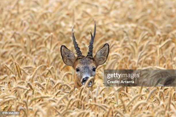 European roe deer buck hiding in cereal field in summer.