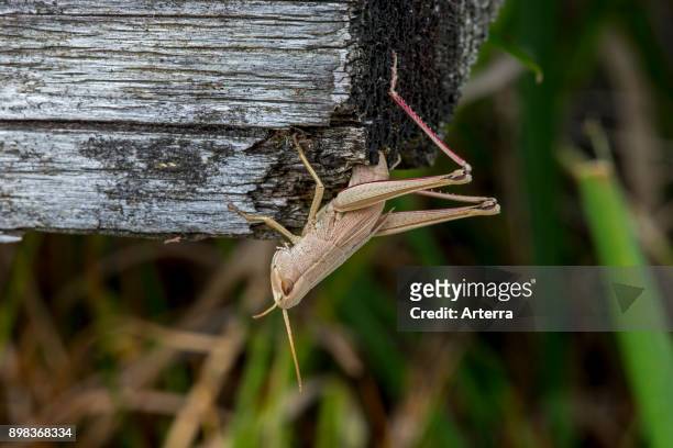Large gold grasshopper female laying eggs in wood after digging hole with her ovipositor.