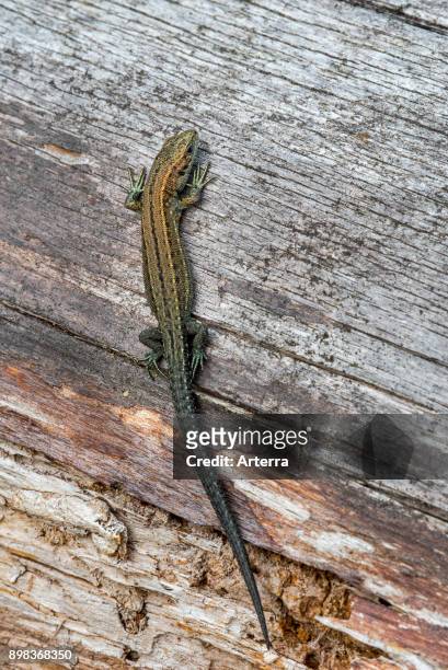 Young viviparous lizard / Common lizard juvenile sunning on log in summer.