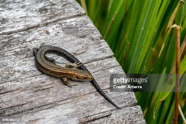 Young viviparous lizard / Common lizard juvenile sunning on log in summer.