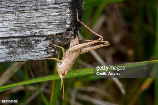 Large gold grasshopper female laying eggs in wood after digging hole with her ovipositor.