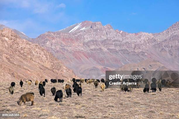 Flock of grazing goats in the Pamir Mountains, Gorno-Badakhshan province, Tajikistan.