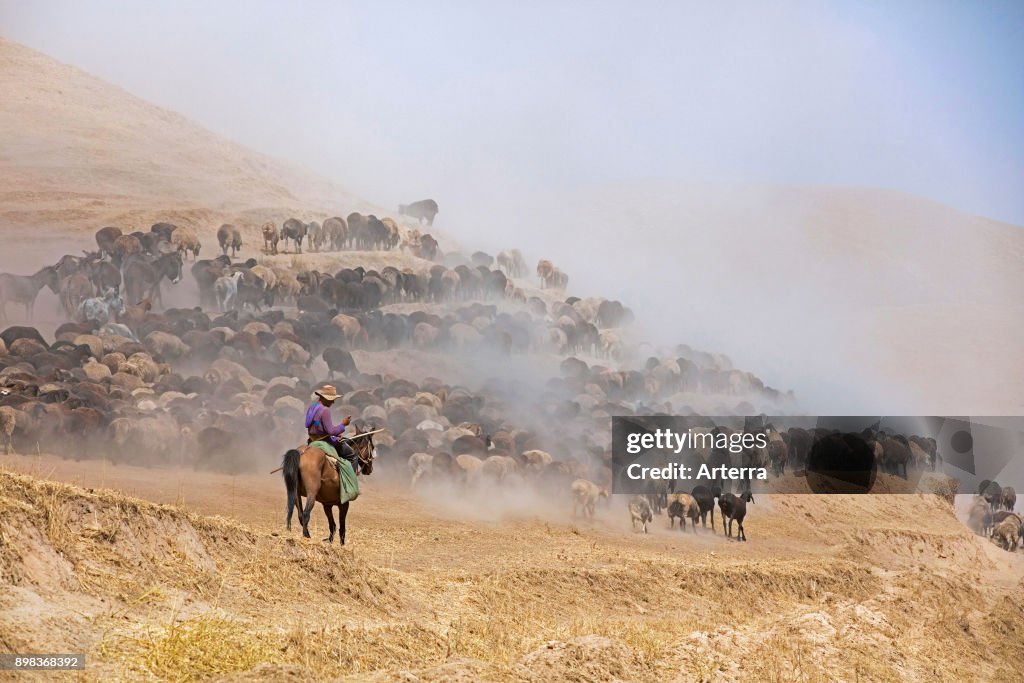 Young Tajik shepherd on horseback reading smartphone while herding flock of sheep and donkeys in desert along the Pamir Highway.