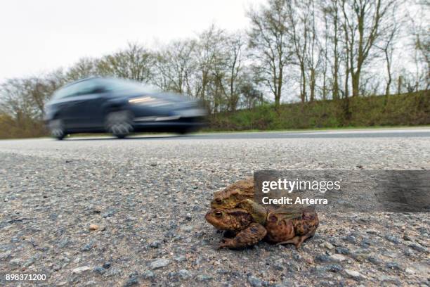 Common toad / European toads pair in amplexus crossing road with passing cars to breeding pond in spring.