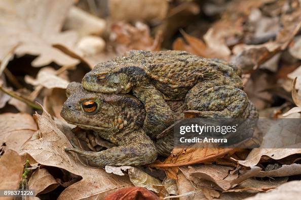 European toads pair in amplexus walking over fallen leaves to breeding pond in spring. European toads pair in amplexus walking over fallen leaves to breeding pond in spring.