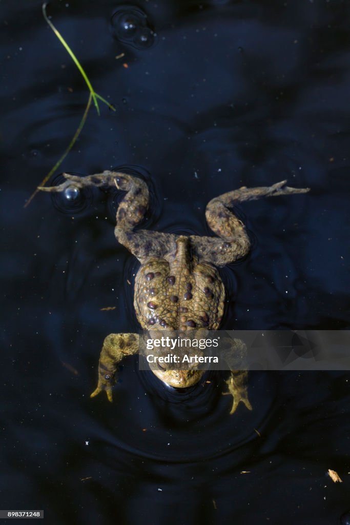 European toad male swimming in breeding pond in spring.