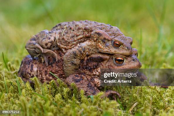 European toads pair in amplexus walking over grassland to breeding pond in spring. European toads pair in amplexus walking over grassland to breeding pond in spring.