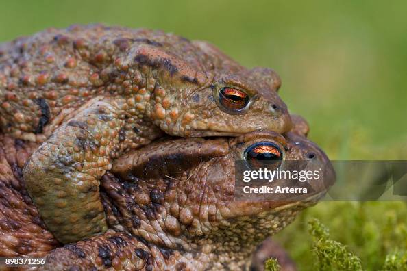 European toads pair in amplexus walking over grassland to breeding pond in spring. European toads pair in amplexus walking over grassland to breeding pond in spring.