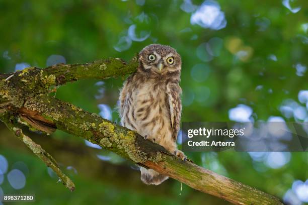 Little owl fledgling perched in tree in summer.